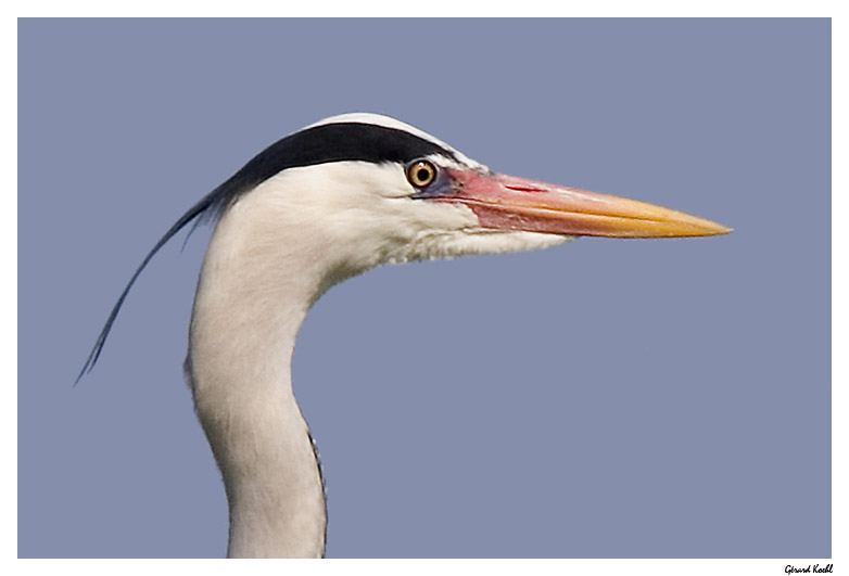  Image name: airone cenerino5.jpg 
 width: 782 pixel 
 height: 531 pixel 
 Size: 65314 bytes 
 Click to enlarge 